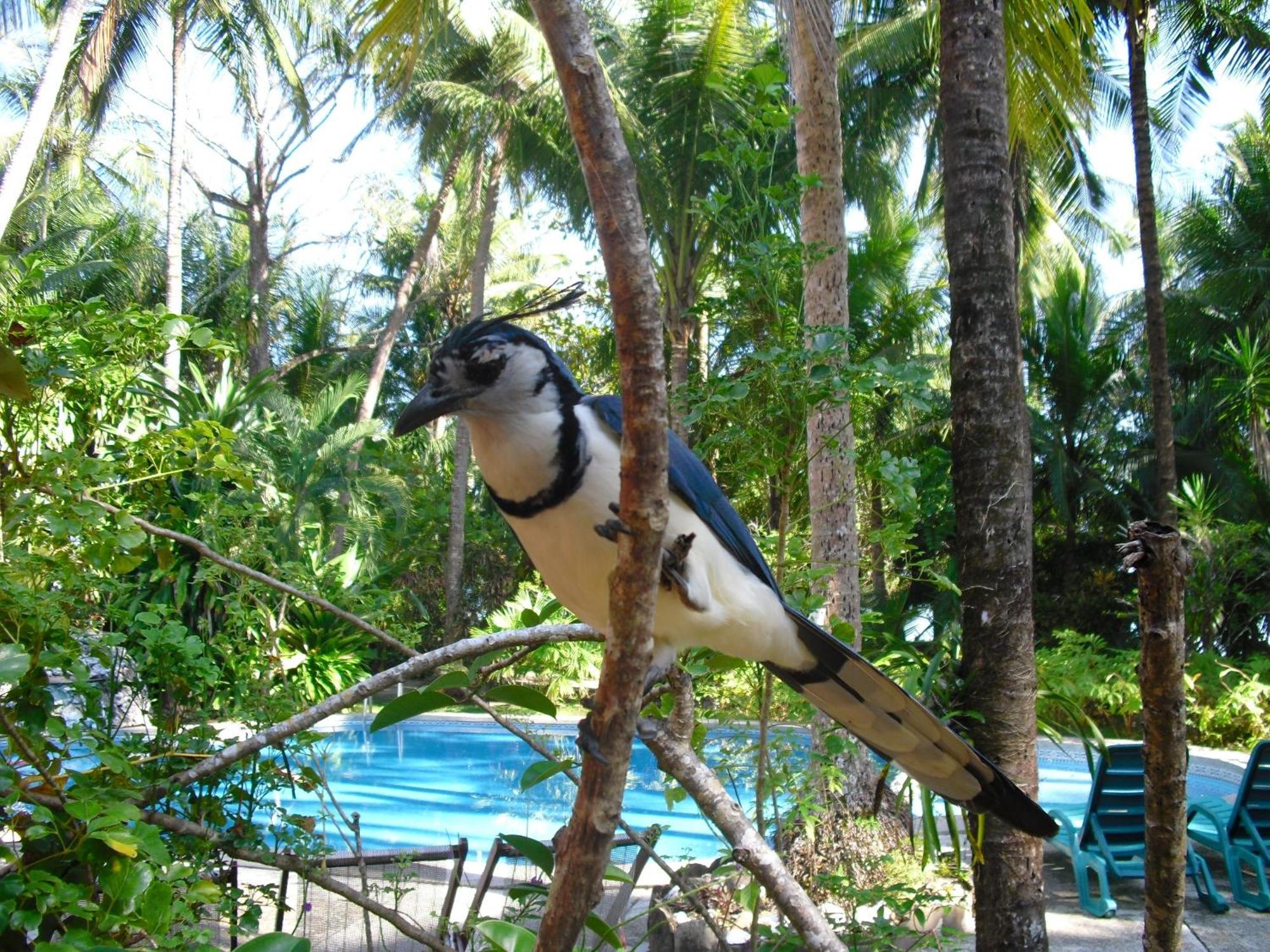 Calala Lodge Cabuya  Eksteriør bilde